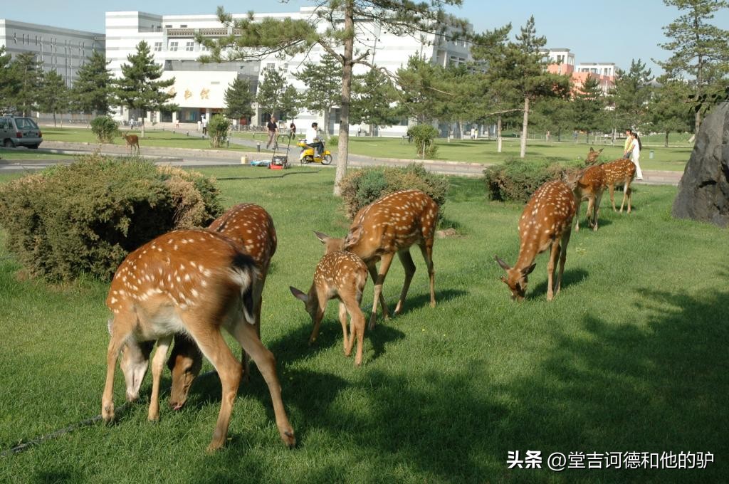 内蒙古科技大学好不好(内蒙古科技大学这个学校怎么样？)