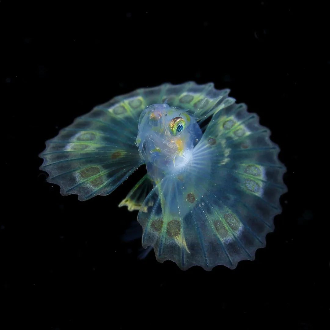 深海摄影师(摄影师用30年时间，拍摄稀有的深海生物，老渔民都叫不上名来)