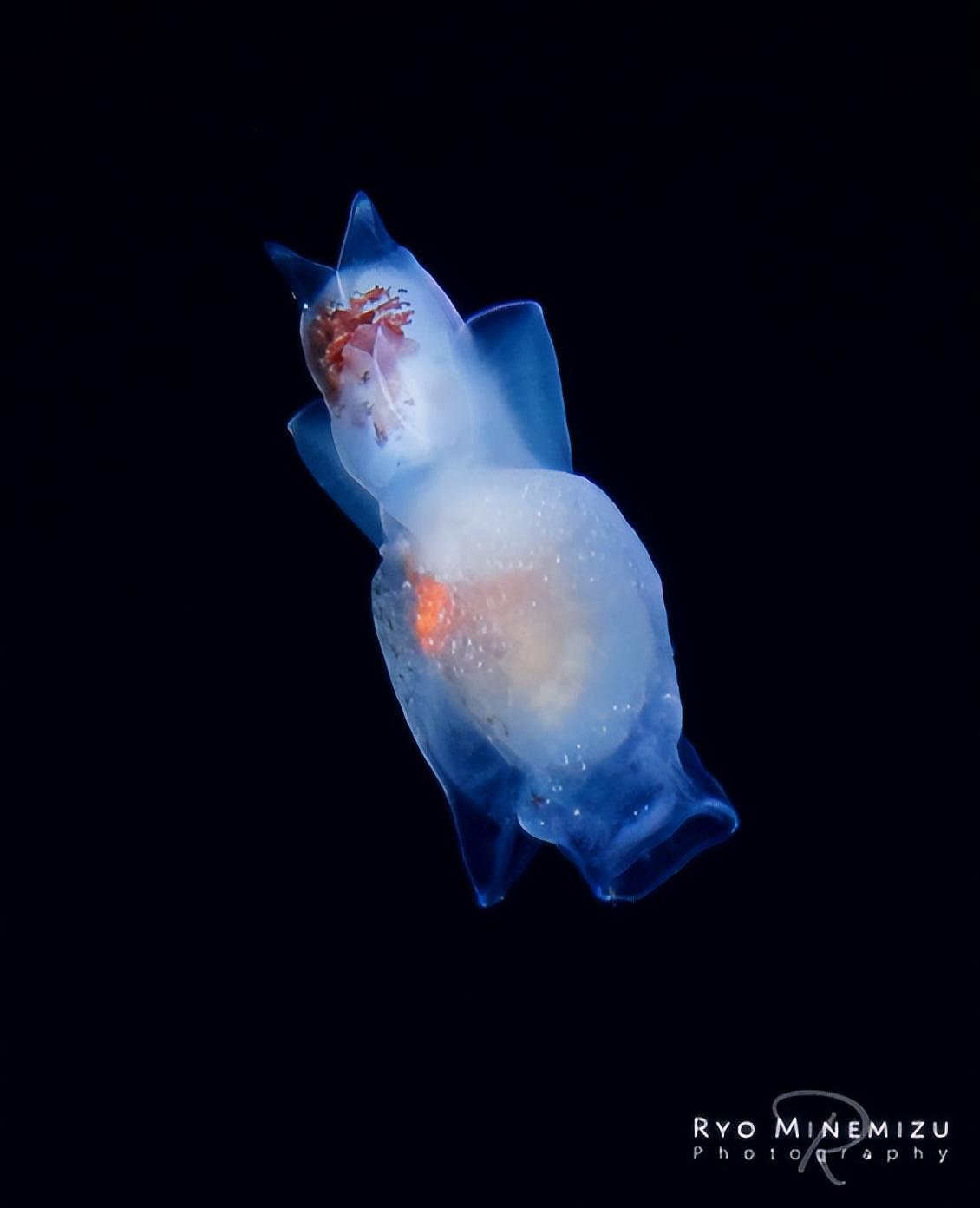 深海摄影师(摄影师用30年时间，拍摄稀有的深海生物，老渔民都叫不上名来)