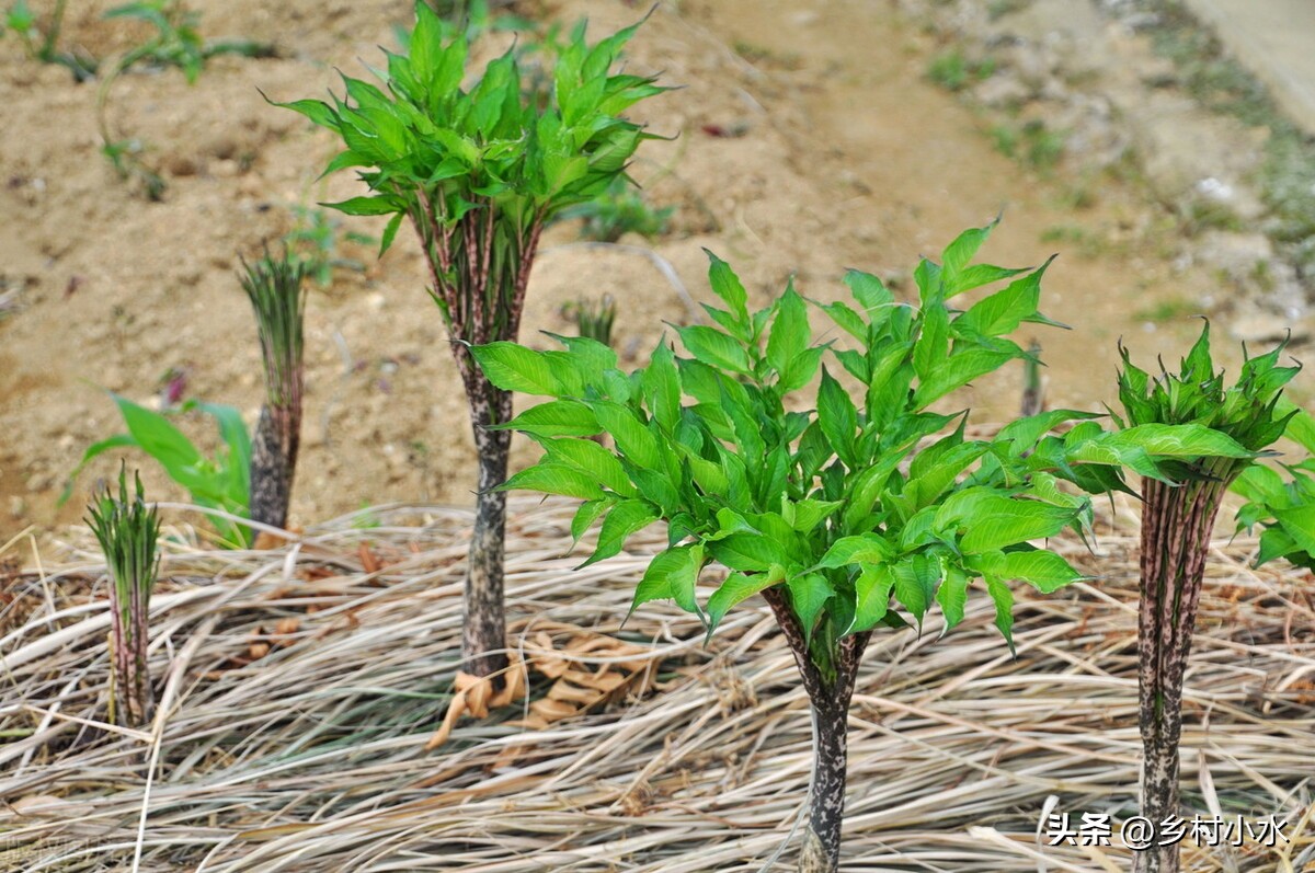 种植什么蔬菜利润高(种植什么蔬菜，亩收入可以达10000元以上？)