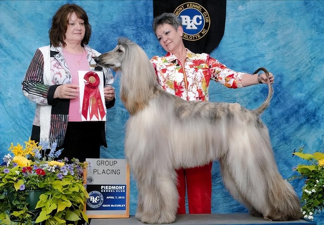 阿富汗猎犬价格(狗界花魁——阿富汗猎犬，为何会被我国“禁养”，美丽也有错？)