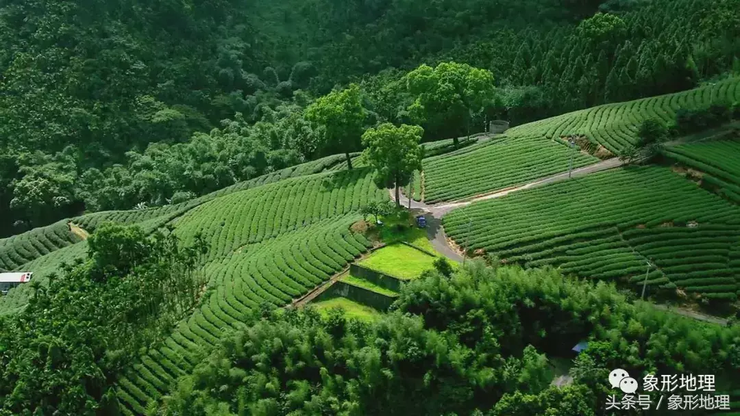 台湾高山茶(台湾的高山茶)