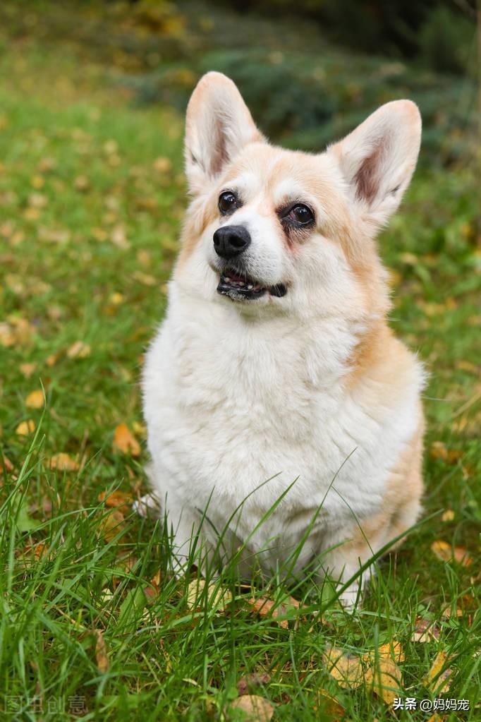 柯基幼犬(柯基幼犬多少钱一只)