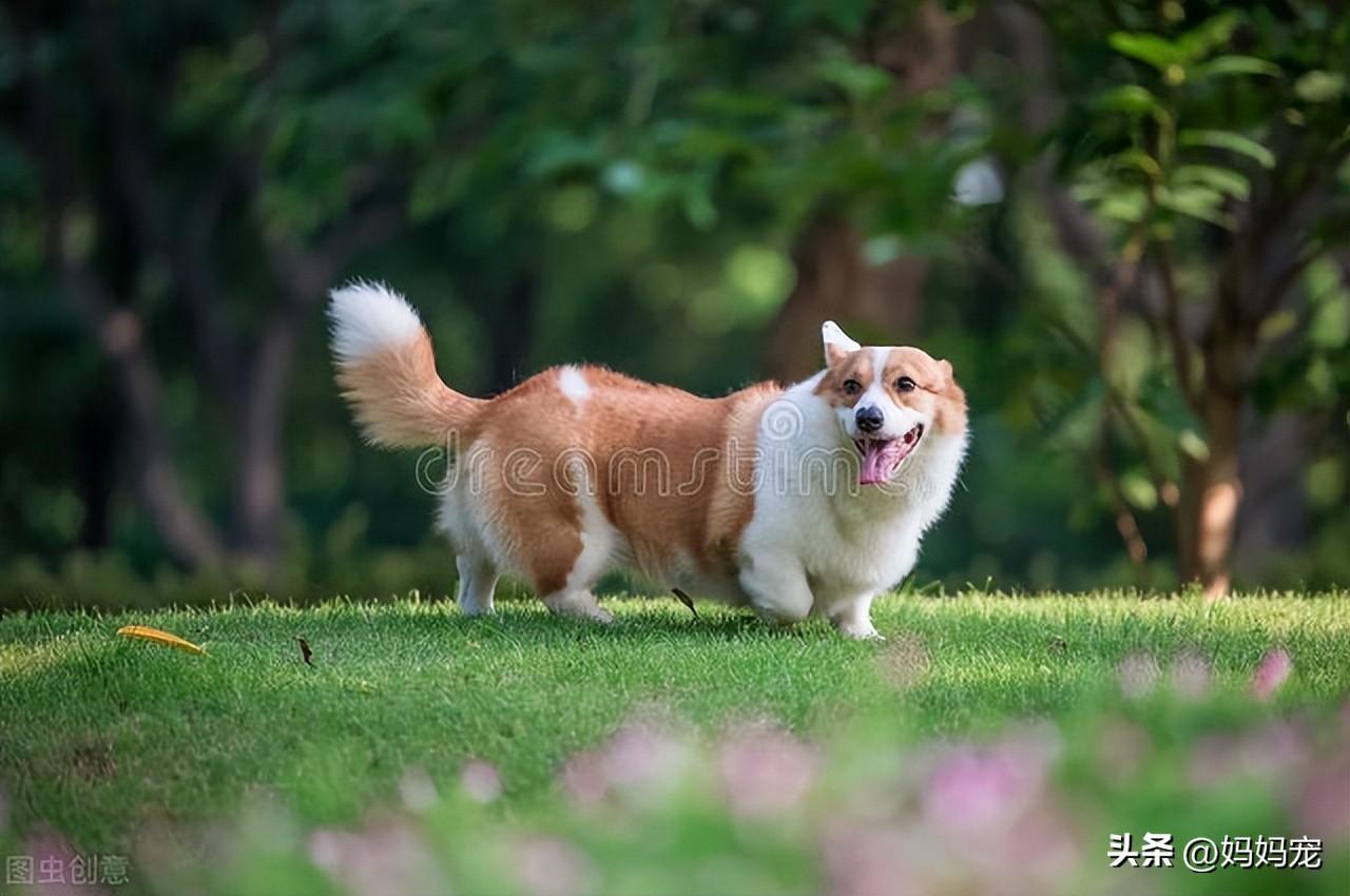 柯基幼犬(柯基幼犬多少钱一只)