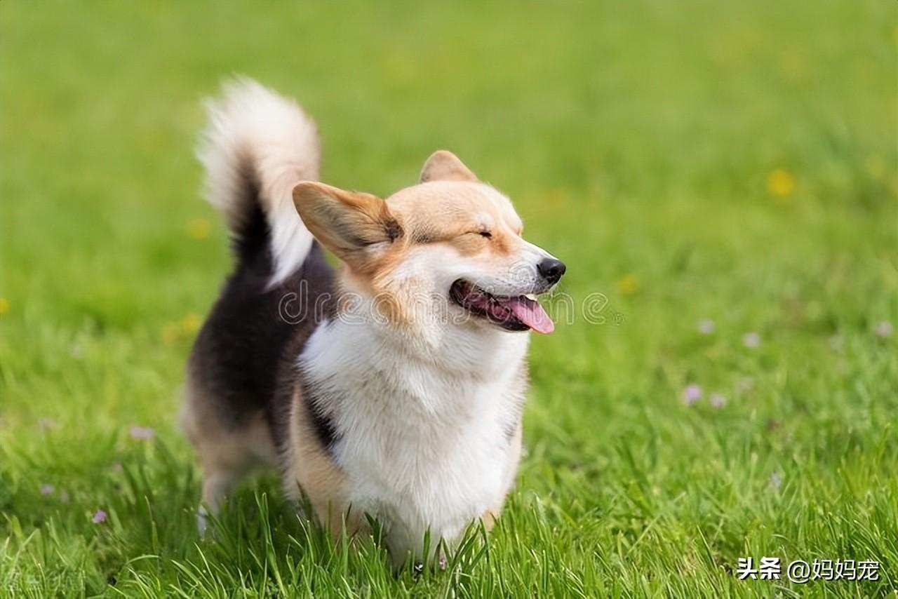 柯基幼犬(柯基幼犬多少钱一只)