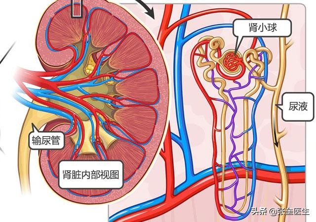 一旦肾不好，哪里会首先发出预告？