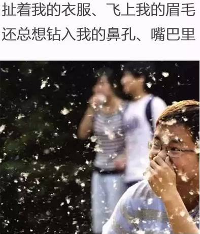 草木留(柳絮你这个...看我怎么收拾你)