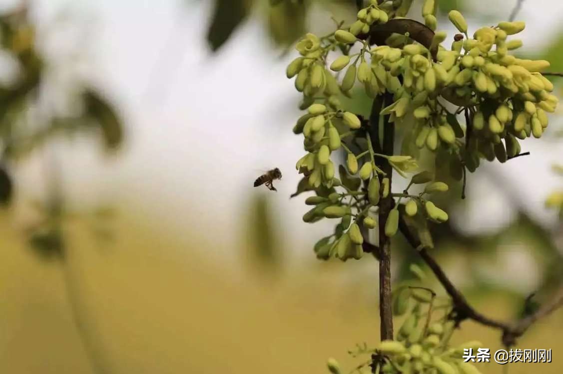 蜂蜜有什么功效，吃蜂蜜有什么注意事项？