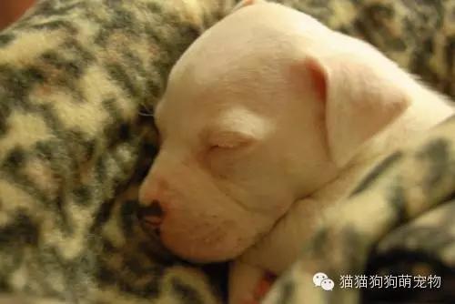 比特斗牛梗犬(个性顽强勇敢的，比特斗牛梗犬)