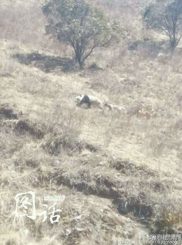 熊猫的天敌(国宝大熊猫都有哪些天敌？)