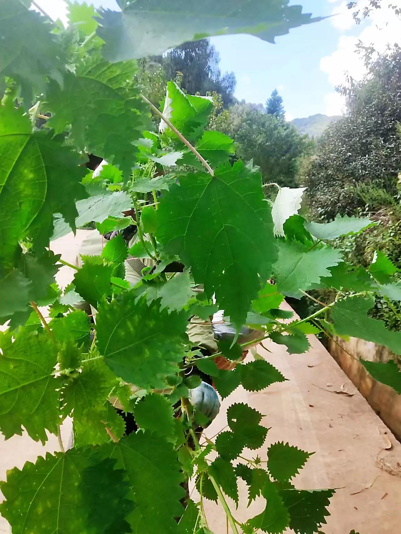 蛇麻草又叫什么(原来农村有一种植物叫荨麻，碰过它的人还会有记忆吗？知道有什么用途吗？)