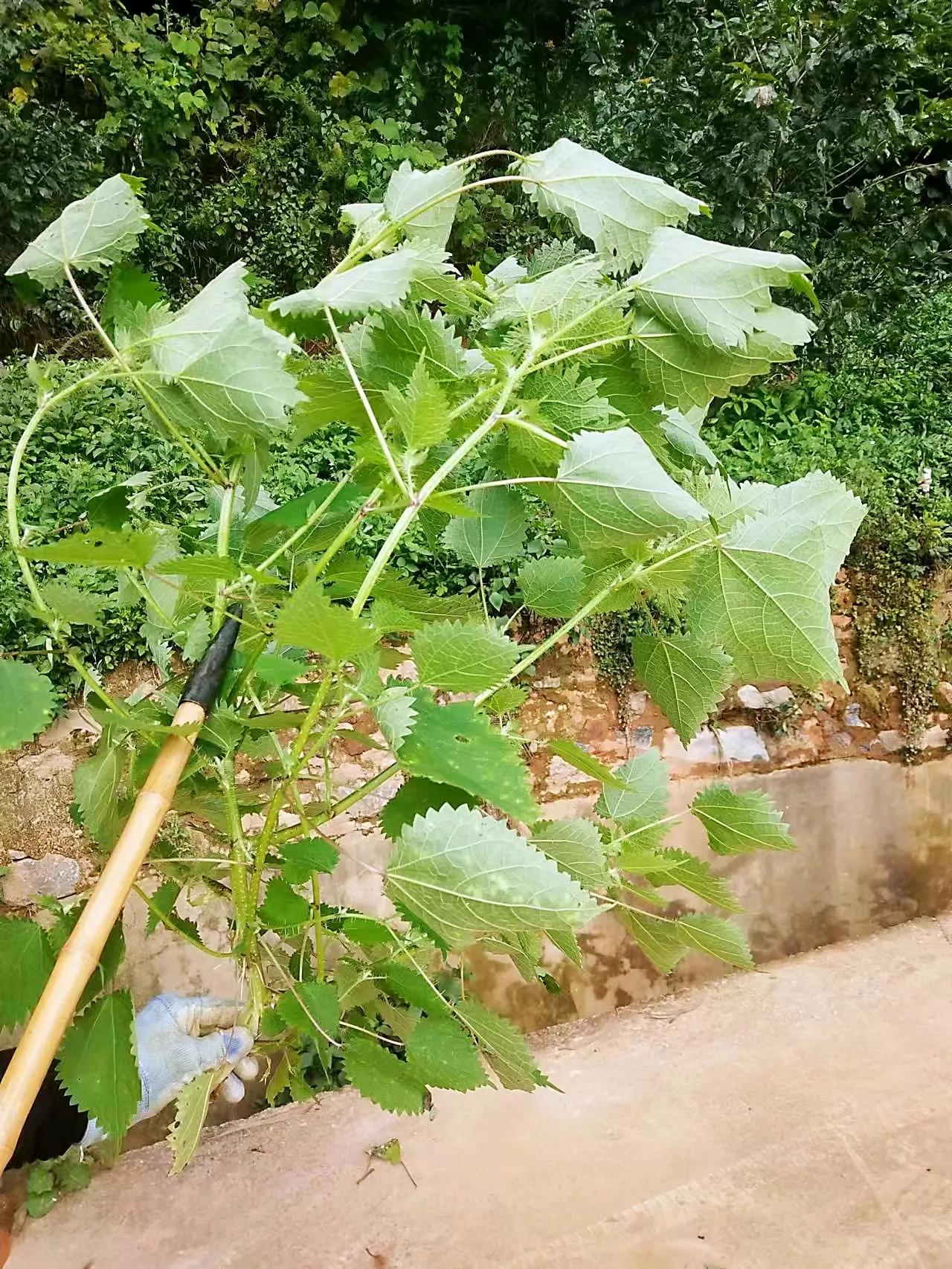 蛇麻草又叫什么(原来农村有一种植物叫荨麻，碰过它的人还会有记忆吗？知道有什么用途吗？)