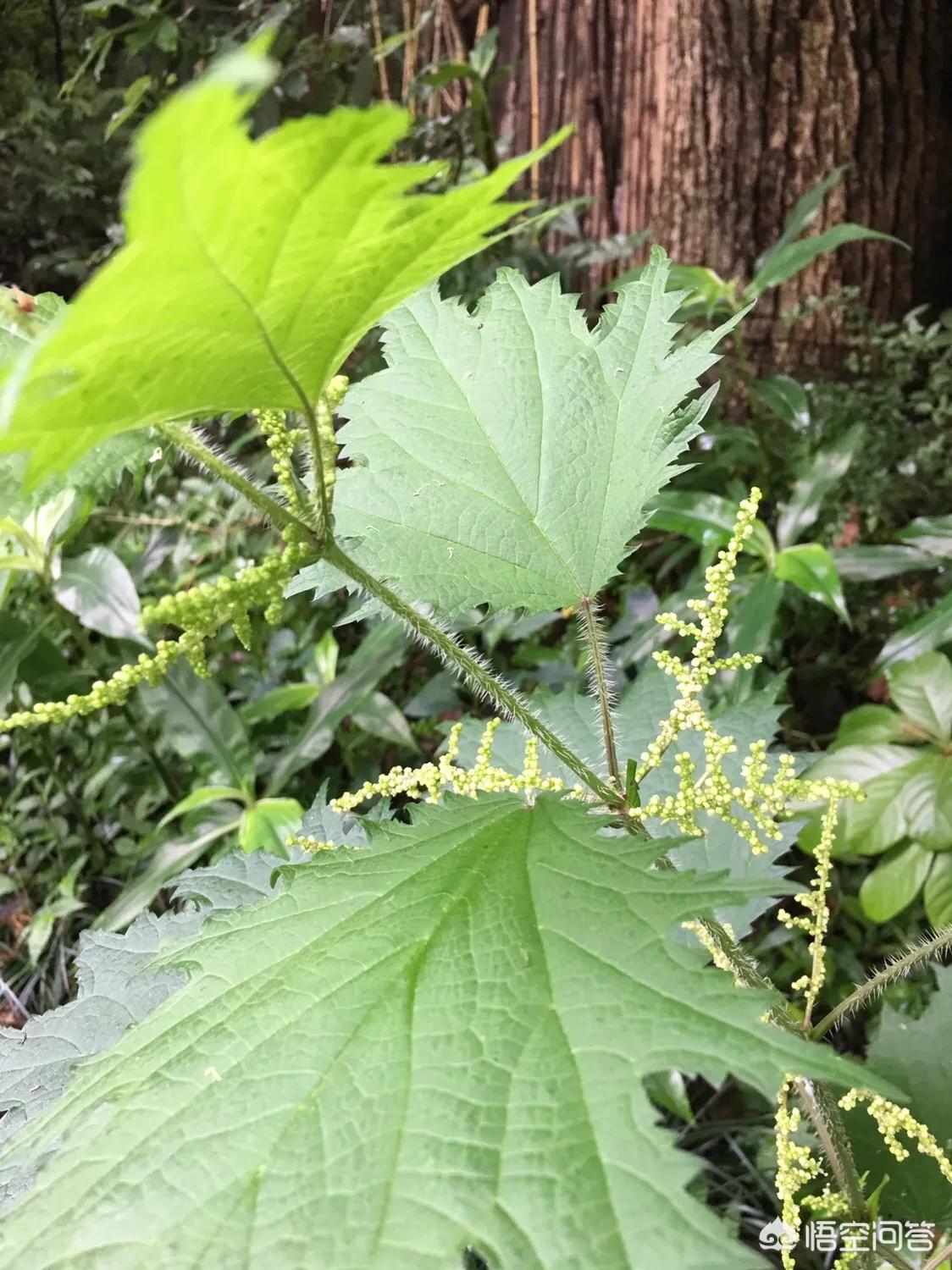 蛇麻草又叫什么(原来农村有一种植物叫荨麻，碰过它的人还会有记忆吗？知道有什么用途吗？)