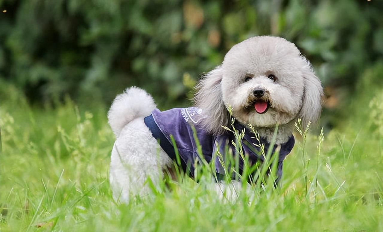 贵宾犬多少钱一只(贵宾犬多少钱一只？)