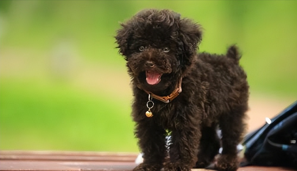 贵宾犬多少钱一只(贵宾犬多少钱一只？)