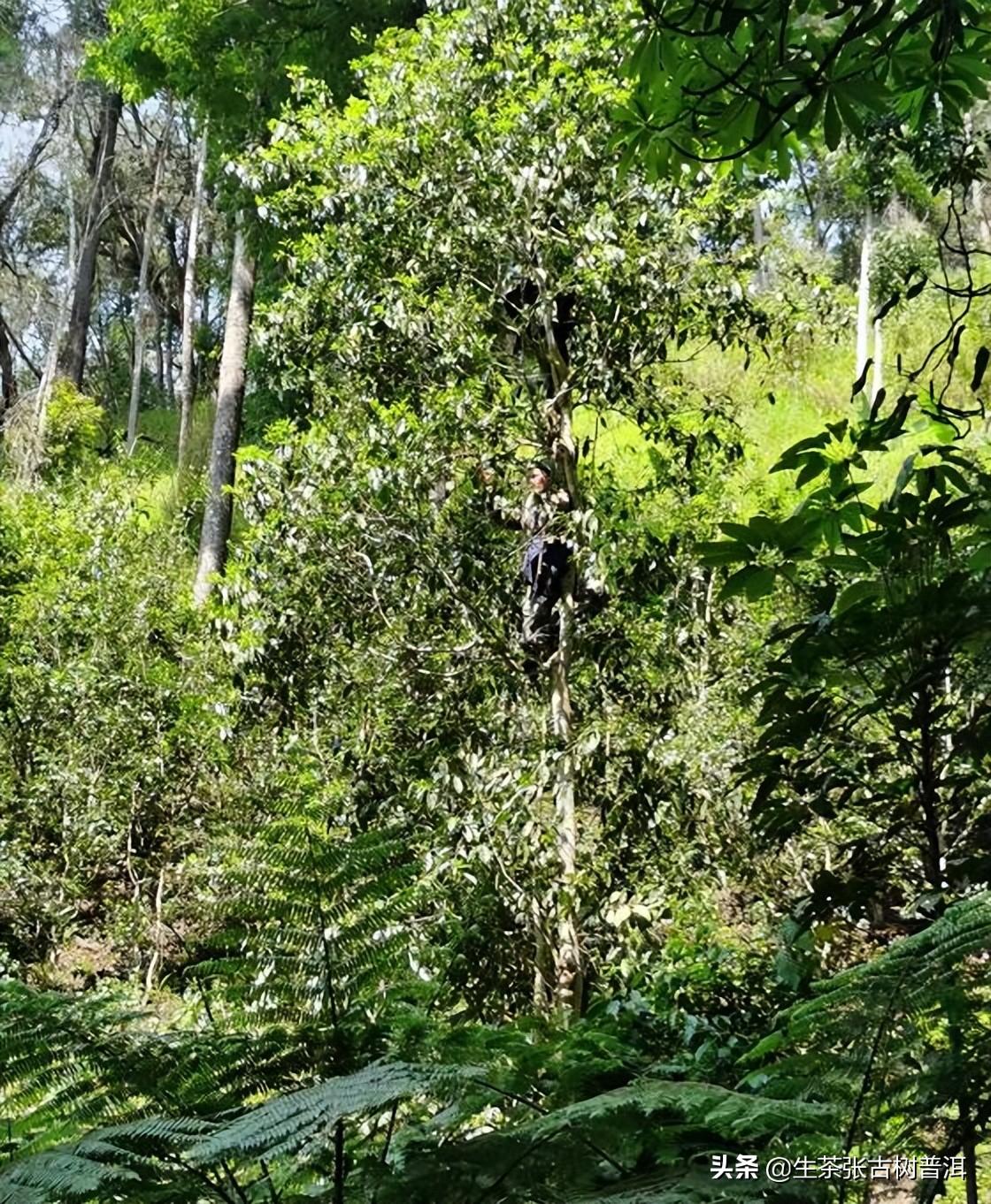 茶叶知识大全(普洱茶山头知识大全！哪些比较知名？哪些最受欢迎？)