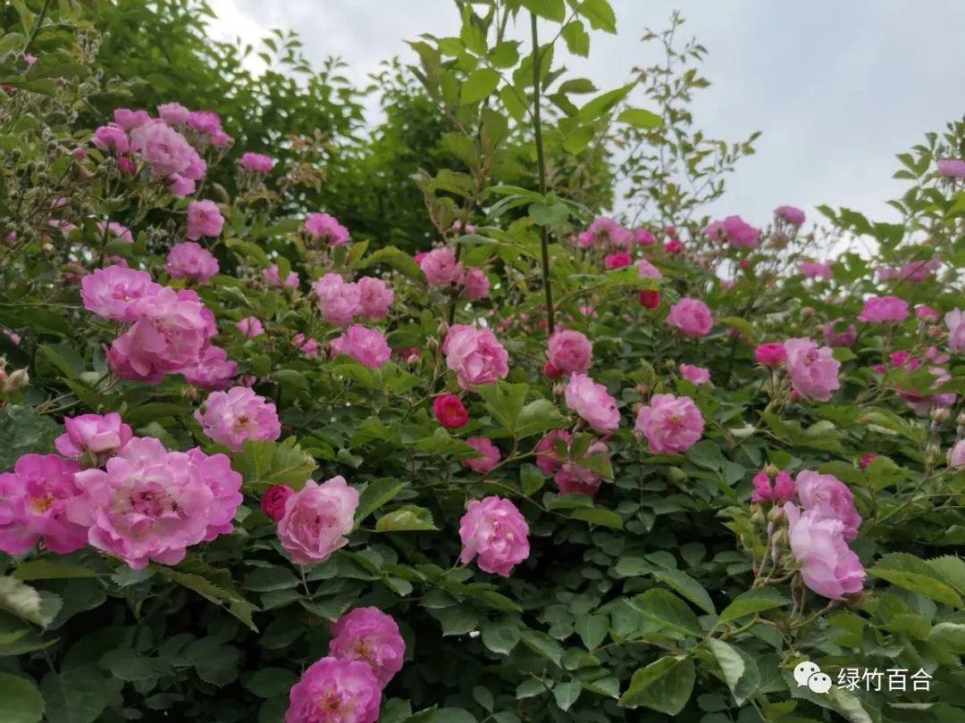 又见蔷薇花开(又见蔷薇花开)