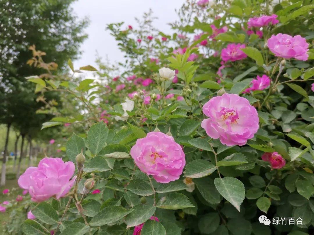 又见蔷薇花开(又见蔷薇花开)