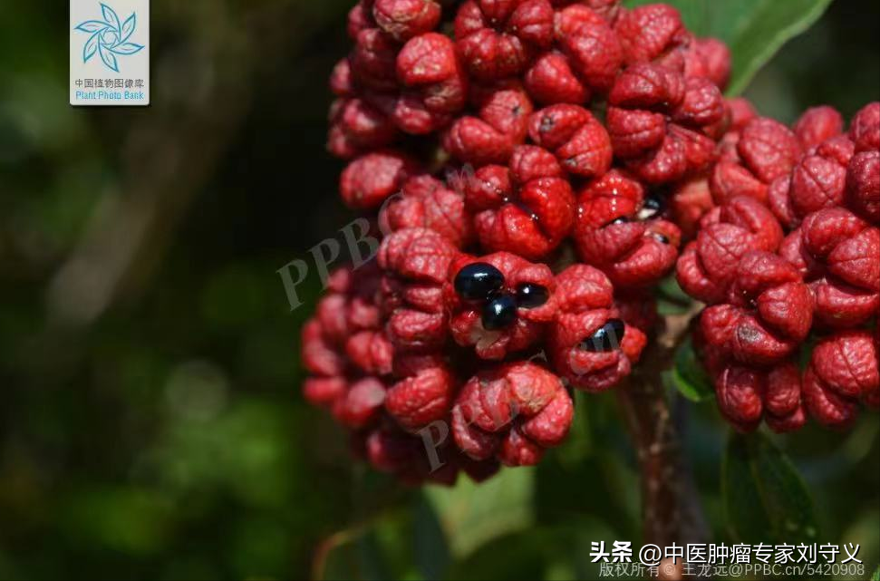 中药吴茱萸(每日一味抗癌中药——吴茱萸，功效散寒止痛、降逆止呕、助阳止泻)