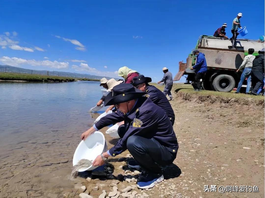 青海湟鱼(从储量30万吨到2500吨，青海湟鱼经历了什么，十年禁渔能否恢复？)