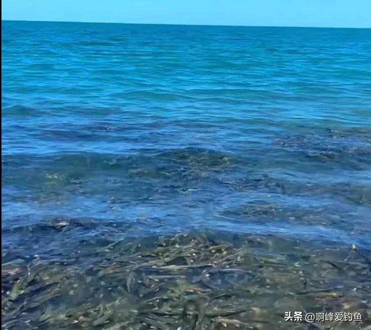 青海湟鱼(从储量30万吨到2500吨，青海湟鱼经历了什么，十年禁渔能否恢复？)