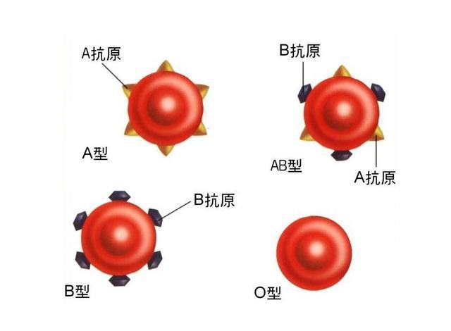 黄金血是什么？世界上只有三个人拥有（特殊血型）