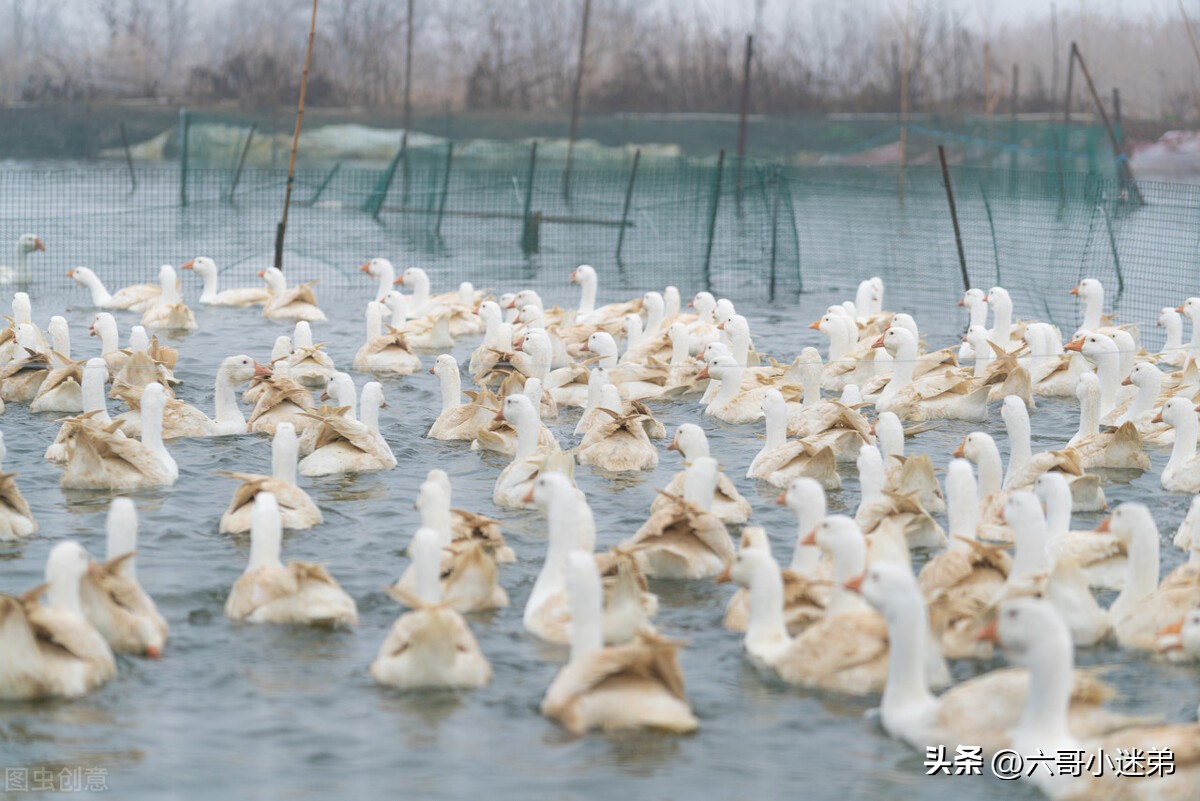 大棚养鹅一年30万骗局(为什么有人说养鹅是个“小投资高回报”的行业？)