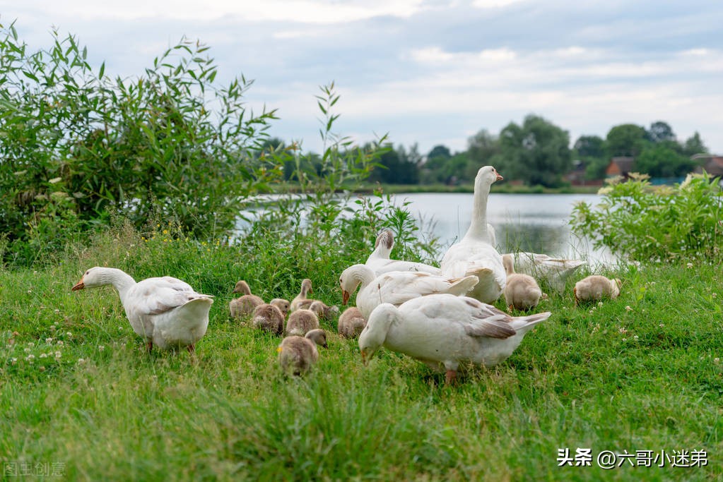 大棚养鹅一年30万骗局(为什么有人说养鹅是个“小投资高回报”的行业？)