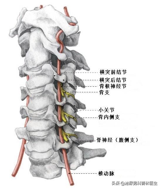 脖子后面颈椎突出图片(脖子后面有一块凸出来的骨头，是不是颈椎出了问题？)