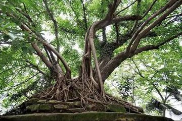 重庆市市花是什么(重庆的市花市树是什么？)