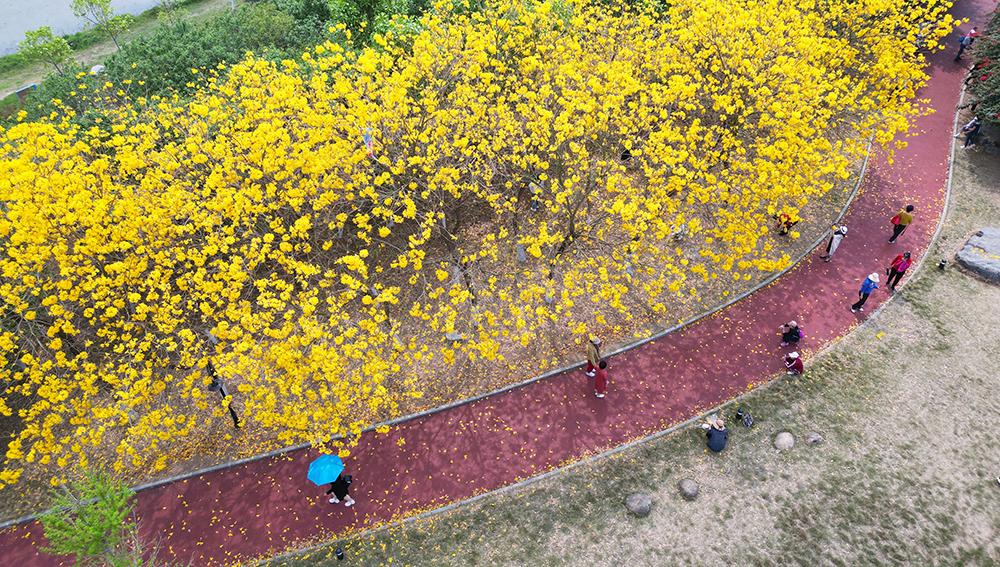 跟随春天的脚步去赏花(跟随春的脚步，去有花的地方)