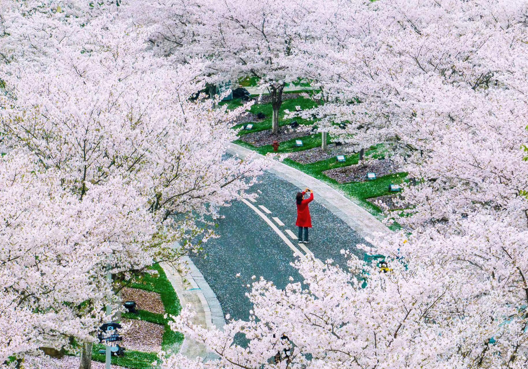 跟随春天的脚步去赏花(跟随春的脚步，去有花的地方)