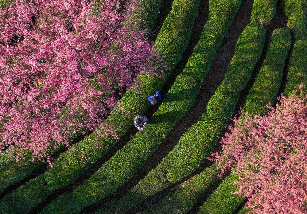 跟随春天的脚步去赏花(跟随春的脚步，去有花的地方)