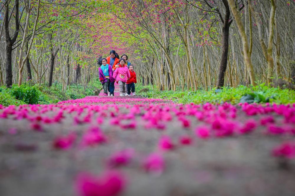 跟随春天的脚步去赏花(跟随春的脚步，去有花的地方)