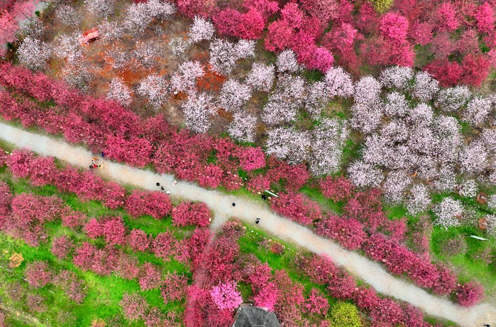 跟随春天的脚步去赏花(跟随春的脚步，去有花的地方)