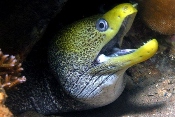 波纹裸胸鳝：一种分布在印度洋红海地区的生物（含毒性）