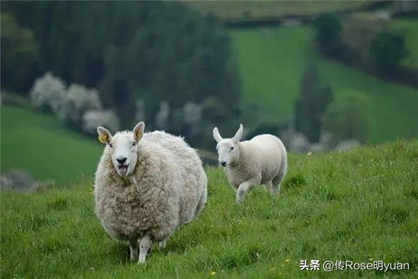 十二生肖的能力如何？