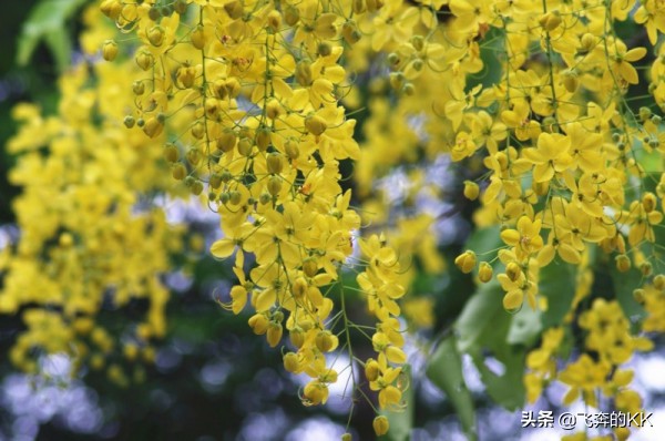 泰国国花是什么花(谁知道泰国的国花是什么？有什么含义？)