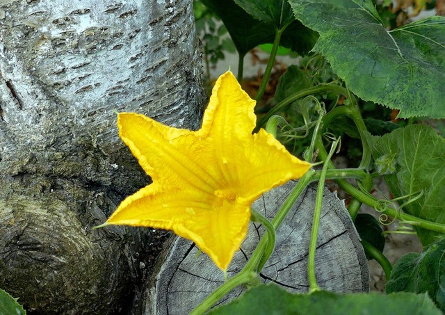 南瓜花的妙用？