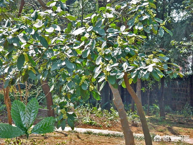 山茱萸科(山茱萸科属于什么植物？山茱萸科植物主要有哪些？)