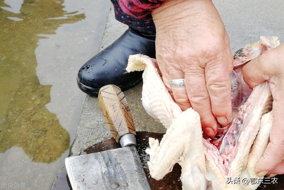 蛇咬鸡(广东名菜“蛇咬鸡”，蛇咬伤的鸡能吃吗？不仅能吃而且味美)