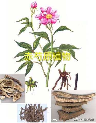 白芍药和赤芍药，如何区分？