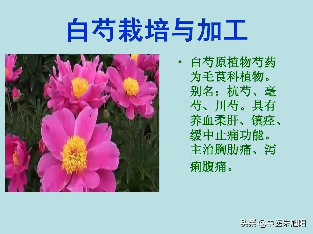 白芍药和赤芍药，如何区分？