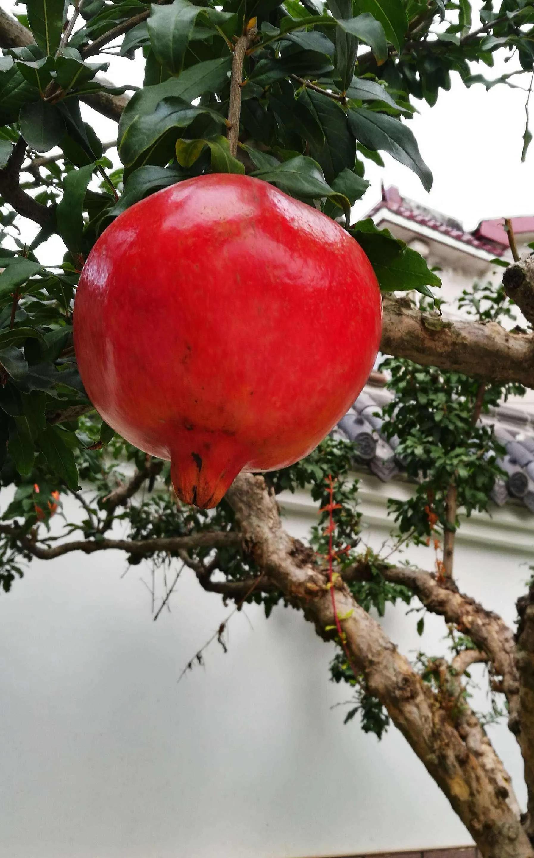 坟边种什么树旺子孙(俗话说“坟旁三树生，家富旺人丁”，指的是什么树)