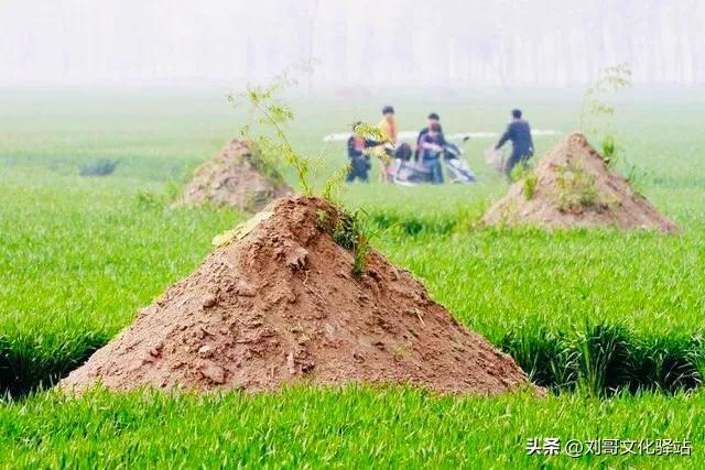 坟边种什么树旺子孙(俗话说“坟旁三树生，家富旺人丁”，指的是什么树)