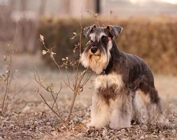 45种名犬，您都认识吗？ 第65张