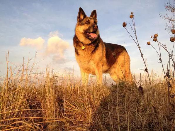 45种名犬，您都认识吗？ 第105张