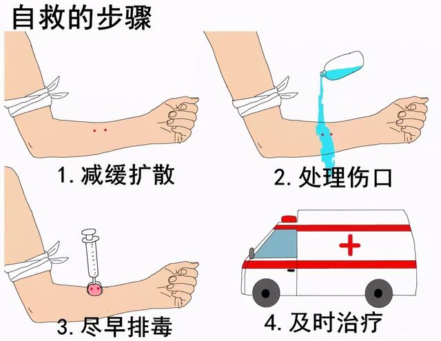 小青蛇有毒吗（小青蛇有毒吗可以吃吗）