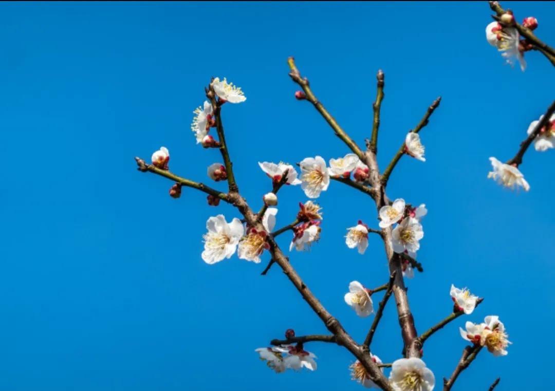 徐志摩《陌上花开》原文