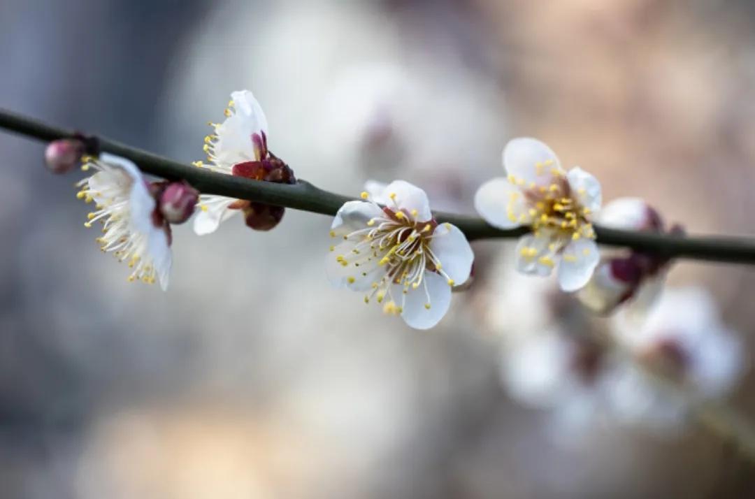 徐志摩《陌上花开》原文